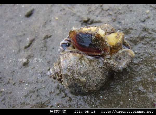 角皺岩螺_07.jpg