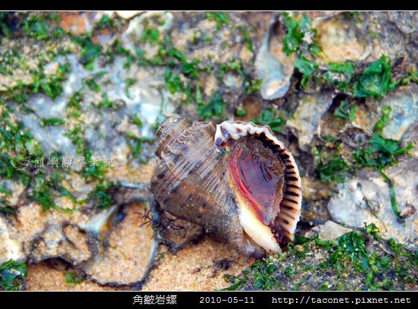 角皺岩螺_04.jpg