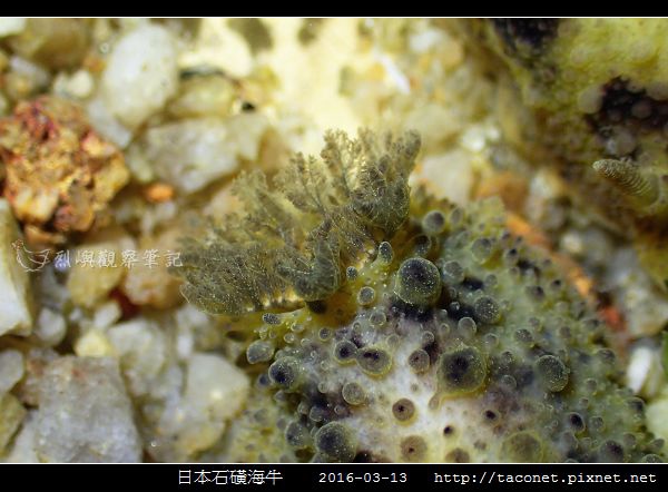 日本石磺海牛_12.jpg