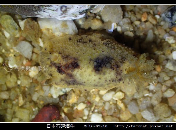 日本石磺海牛_11.jpg