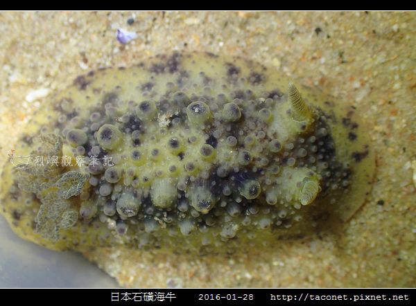 日本石磺海牛_02.jpg