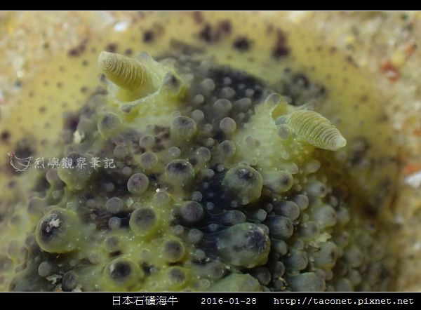 日本石磺海牛_01.jpg