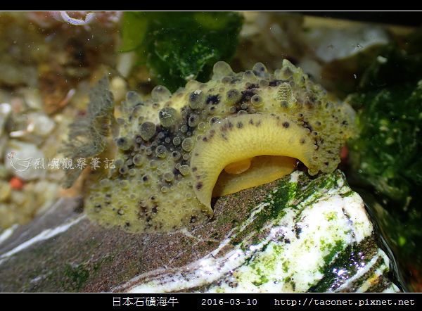 日本石磺海牛_10.jpg