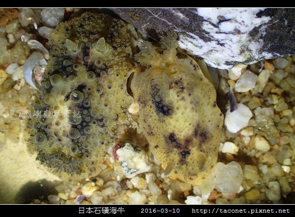 日本石磺海牛_08.jpg
