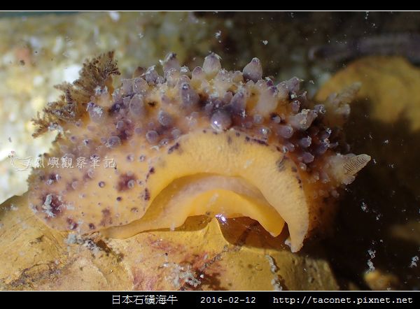 日本石磺海牛_06.jpg