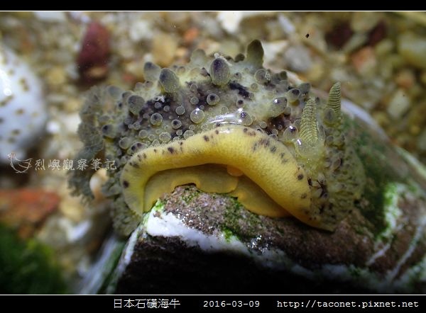 日本石磺海牛_07.jpg