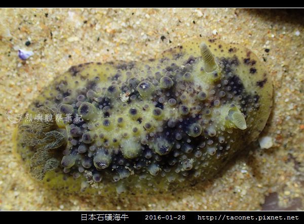 日本石磺海牛_04.jpg