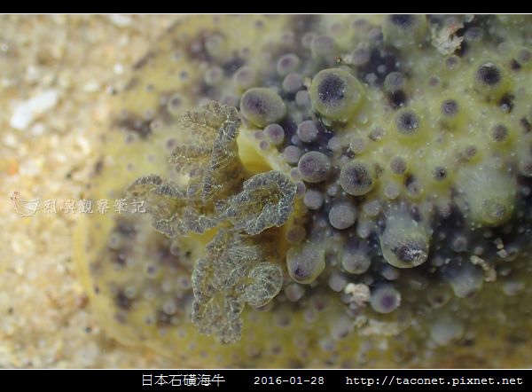 日本石磺海牛_03.jpg