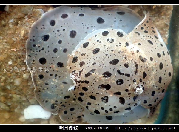 明月側鰓 Euselenops luniceps_10.jpg