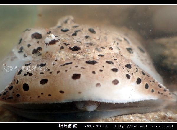 明月側鰓 Euselenops luniceps_09.jpg