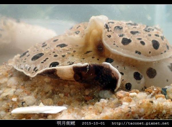 明月側鰓 Euselenops luniceps_05.jpg