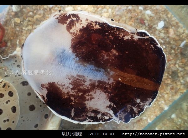 明月側鰓 Euselenops luniceps_01.jpg