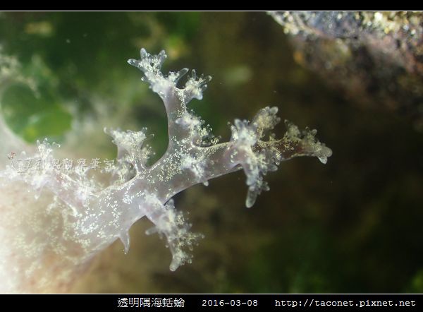 透明隅海蛞蝓 Okenia pellucida_15.jpg