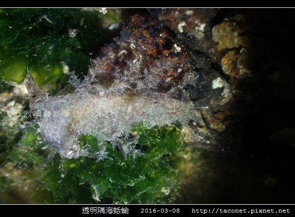 透明隅海蛞蝓 Okenia pellucida_06.jpg
