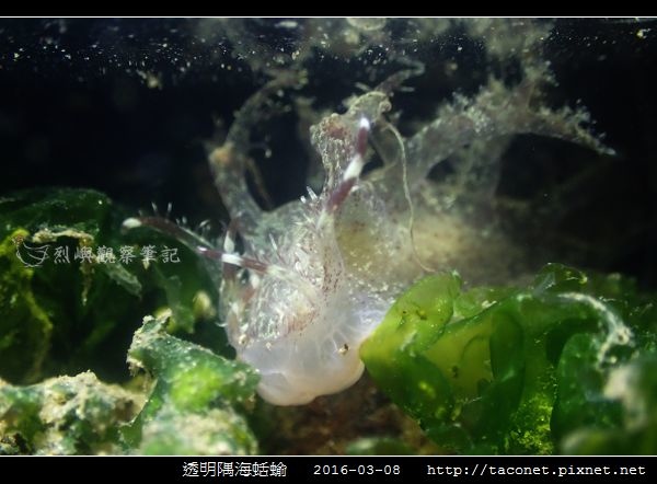透明隅海蛞蝓 Okenia pellucida_05.jpg