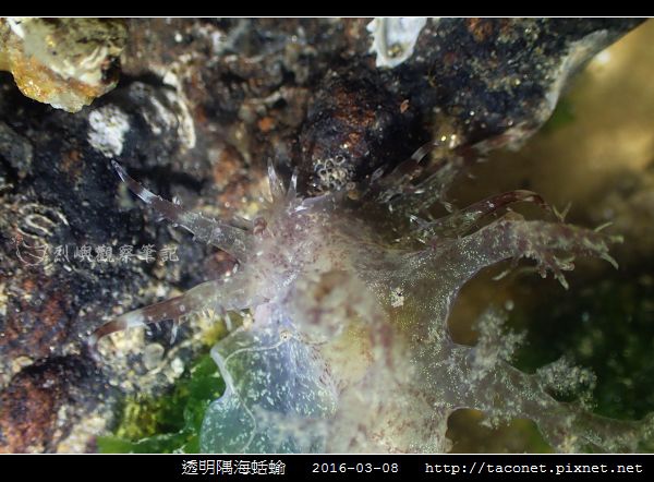 透明隅海蛞蝓 Okenia pellucida_04.jpg