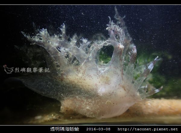 透明隅海蛞蝓 Okenia pellucida_01.jpg