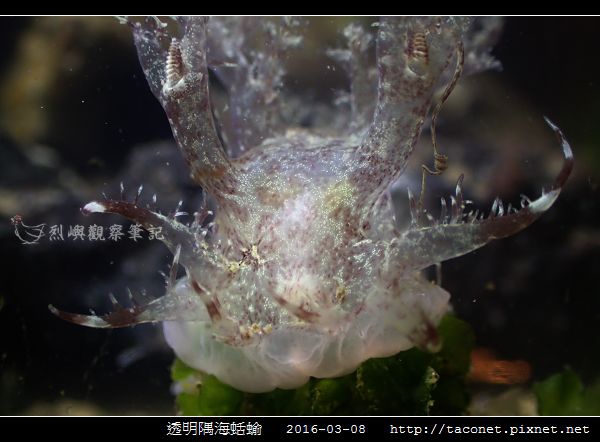 透明隅海蛞蝓 Okenia pellucida_02.jpg