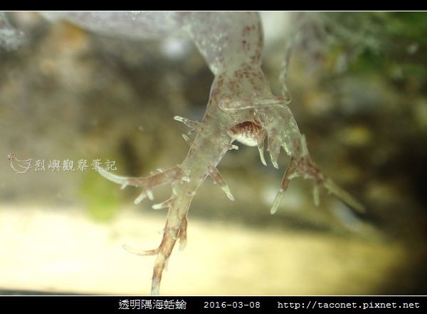 透明隅海蛞蝓 Okenia pellucida_13.jpg