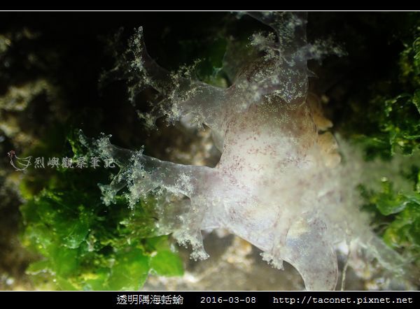 透明隅海蛞蝓 Okenia pellucida_14.jpg