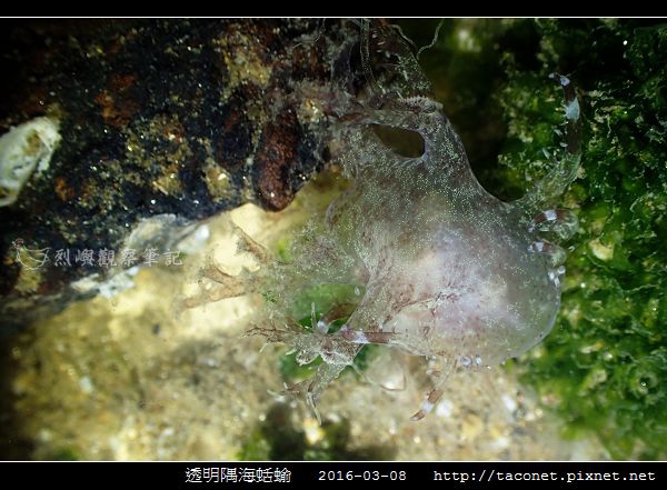 透明隅海蛞蝓 Okenia pellucida_12.jpg