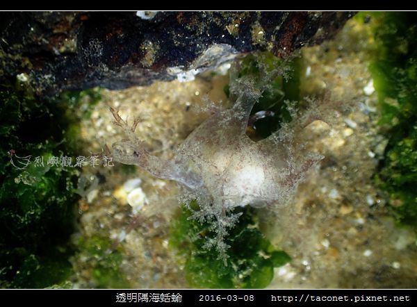 透明隅海蛞蝓 Okenia pellucida_10.jpg