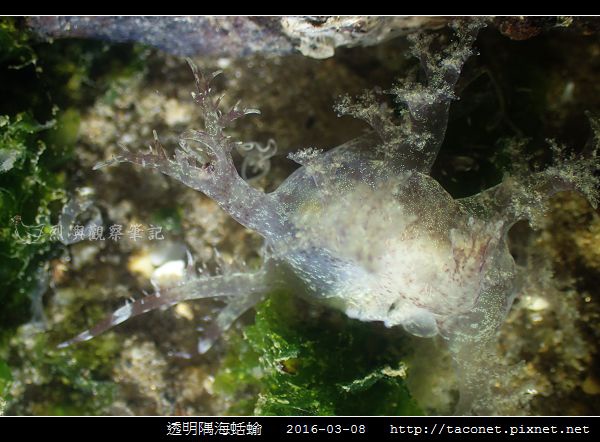 透明隅海蛞蝓 Okenia pellucida_09.jpg