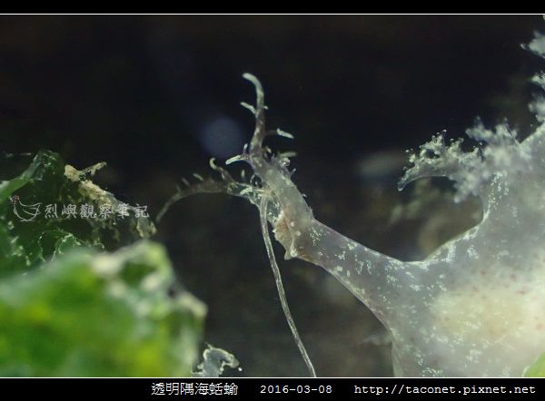 透明隅海蛞蝓 Okenia pellucida_08.jpg