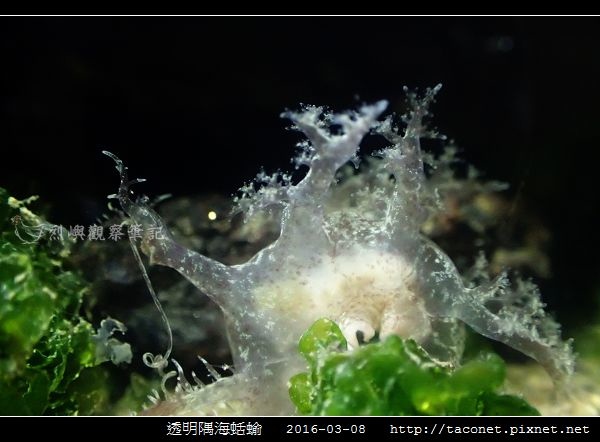 透明隅海蛞蝓 Okenia pellucida_07.jpg
