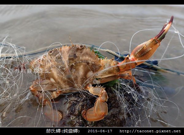 赫氏蟳(鈍齒蟳)_13.jpg