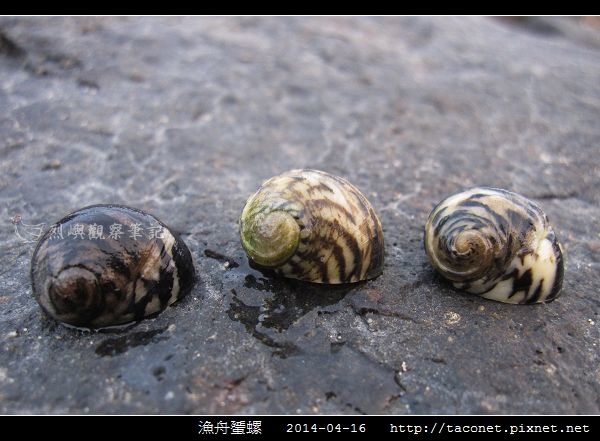 漁舟蜑螺_06.jpg