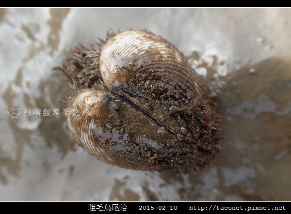 粗毛鳥尾蛤_03.jpg