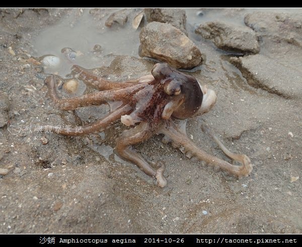 沙蛸 Amphioctopus aegina_15.jpg
