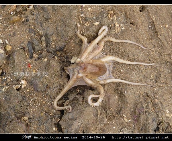 沙蛸 Amphioctopus aegina_07.jpg