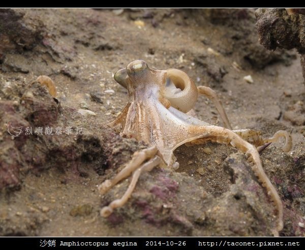 沙蛸 Amphioctopus aegina_04.jpg