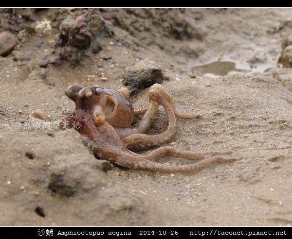 沙蛸 Amphioctopus aegina_01.jpg