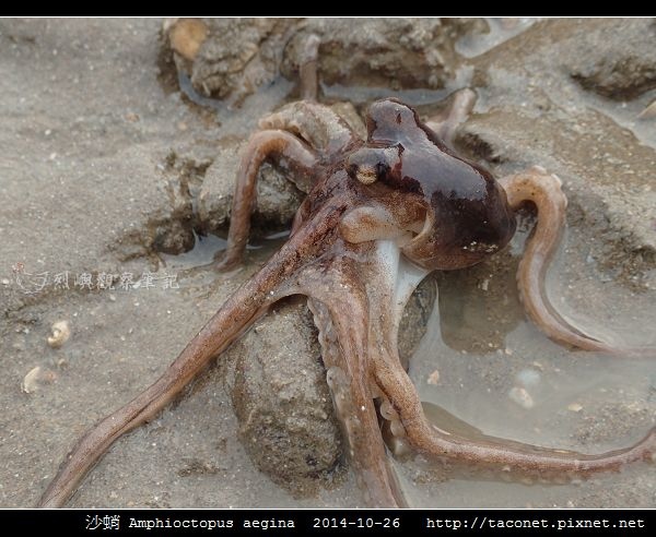 沙蛸 Amphioctopus aegina_14.jpg