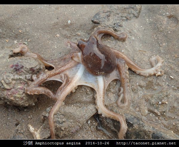 沙蛸 Amphioctopus aegina_13.jpg