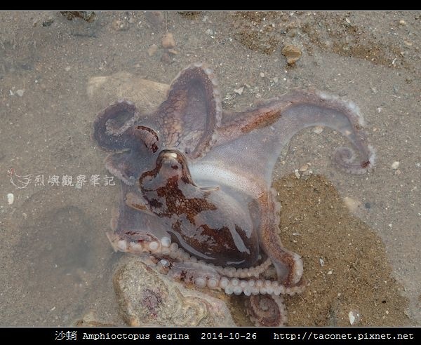 沙蛸 Amphioctopus aegina_12.jpg