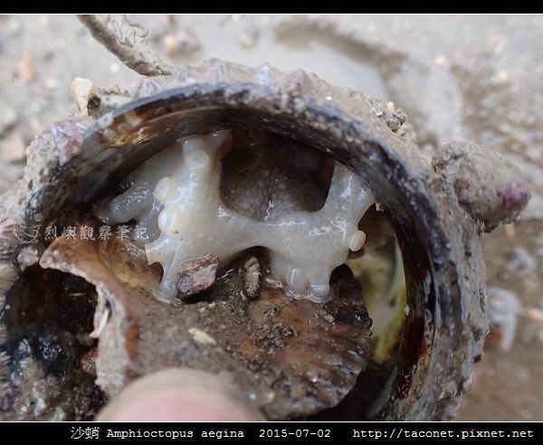 沙蛸 Amphioctopus aegina_11.jpg