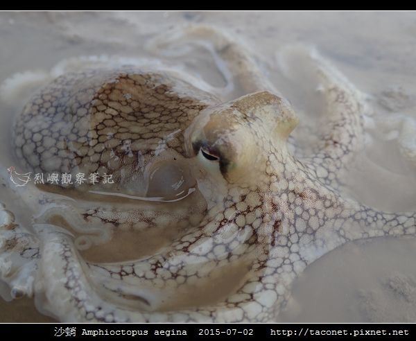 沙蛸 Amphioctopus aegina_08.jpg
