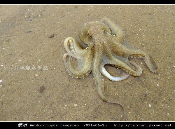 飯蛸 Amphioctopus fangsiao_06.jpg