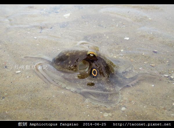 飯蛸 Amphioctopus fangsiao_05.jpg