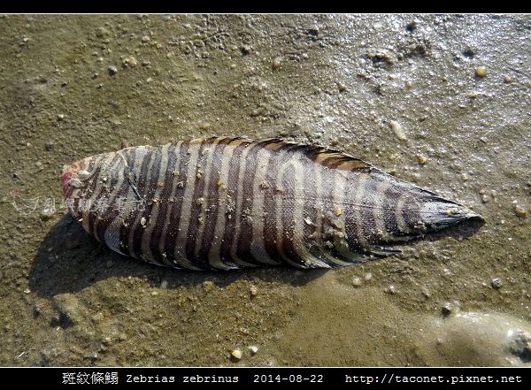 斑紋條鰨 Zebrias zebrinus_07.jpg