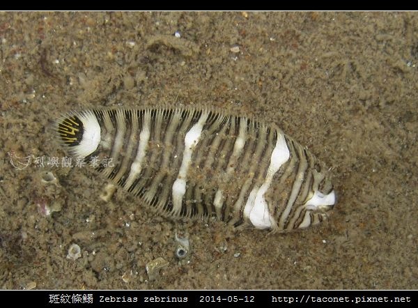 斑紋條鰨 Zebrias zebrinus_06.jpg