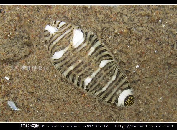 斑紋條鰨 Zebrias zebrinus_05.jpg
