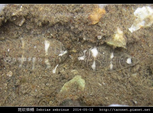 斑紋條鰨 Zebrias zebrinus_01.jpg