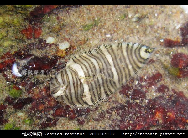 斑紋條鰨 Zebrias zebrinus_03.jpg