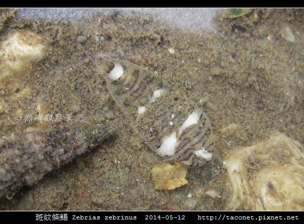 斑紋條鰨 Zebrias zebrinus_02.jpg