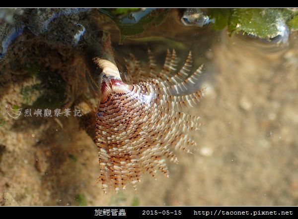 旋鰓管蟲 Sabellastarte spectabilis_04.jpg